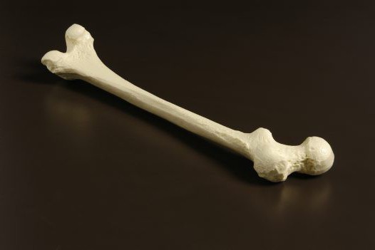 tabela esqueleto