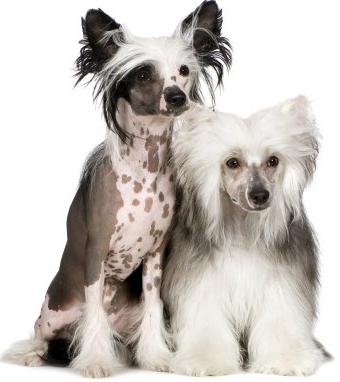 chinese crested dog breed photo