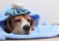 Normal temperature in dogs small and large breeds. How to measure the temperature of the dog