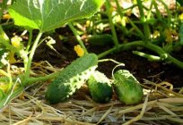 Planting cucumbers: the secrets of success