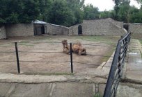 O jardim zoológico de Almaty: os moradores, fotos e comentários