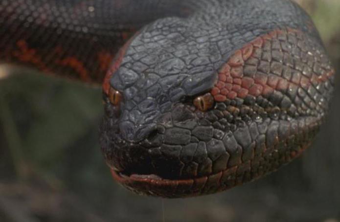 anaconda gigante foto