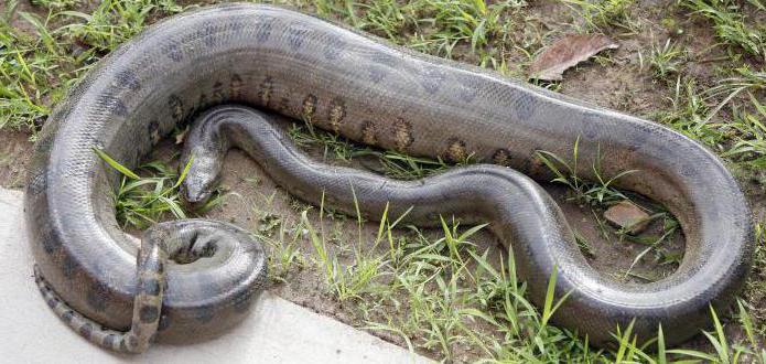 anaconda gigante comedor
