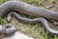 The giant Anaconda is a predator in the wild