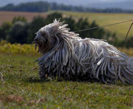 Komondor - ungarischer Wachhund