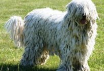 Komondor (ungarischer Schäferhund): Rassenbeschreibung, Charakter und Foto