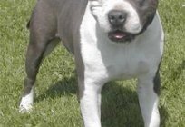 American Staffordshire Terrier: breed description, character, photo