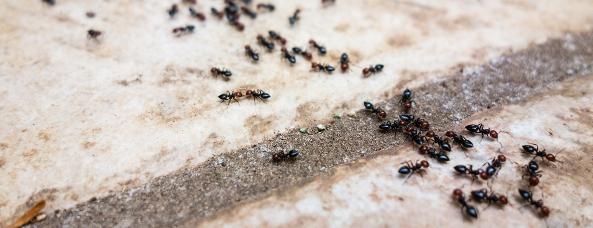 la seña negras hormigas en la casa