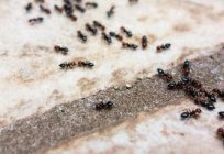 Çalışma alametler. Karıncalar evde ne için?