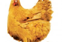 La composición de huevos de gallina. La composición química del huevo de gallina