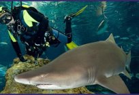巴塞罗那水族馆-旅程变成水下世界