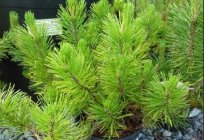Pinus mugo – mountain pine: planting and care