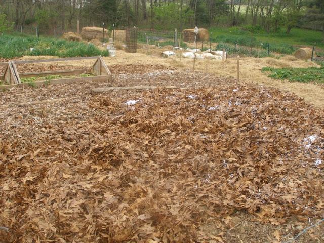 Mulching morango pó de serra