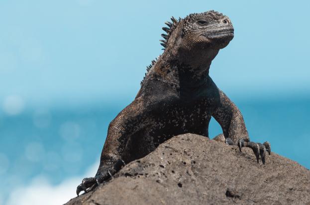 la iguana - cuerpo escamosas