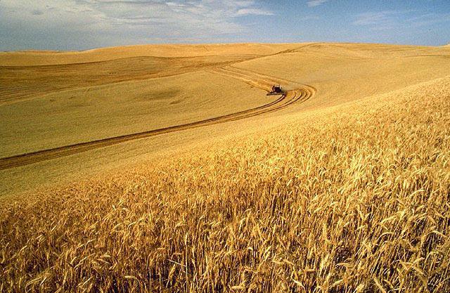 小麦：益处和损害