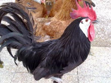 photo chickens Spanish flu