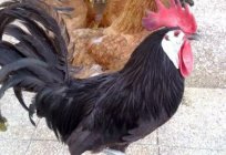 As galinhas gripe espanhola: a descrição, fotos