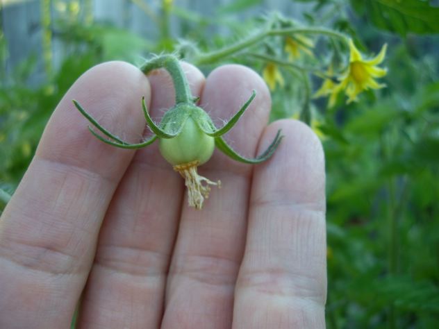 the inflorescence of the tomato