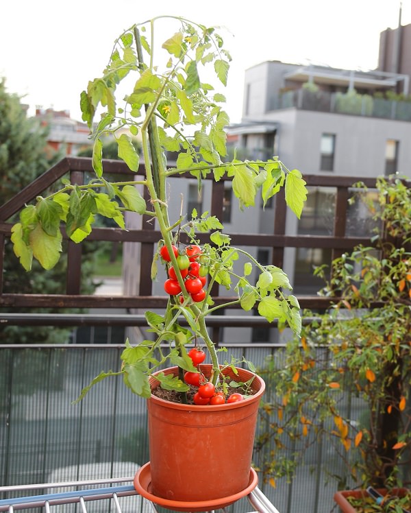 的西红柿在阳台上