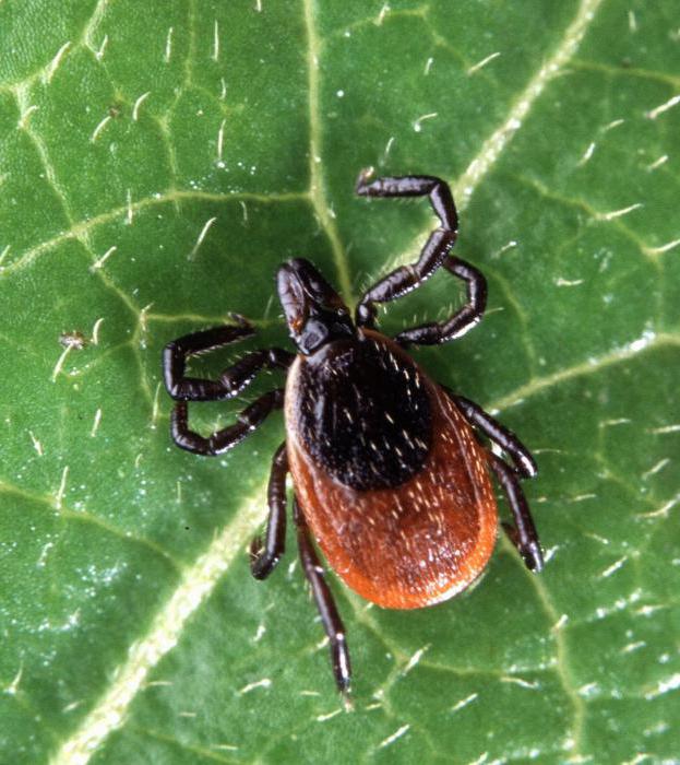 Lyme disease in dogs treatment