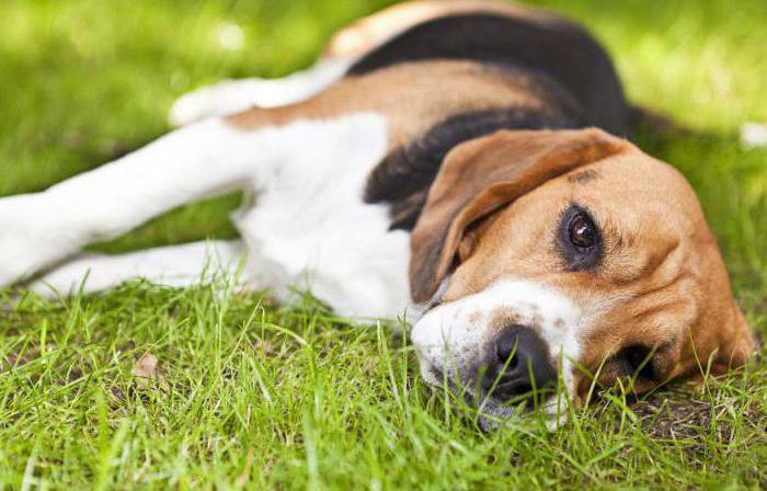 Borreliose beim Hund-Symptome und Behandlung
