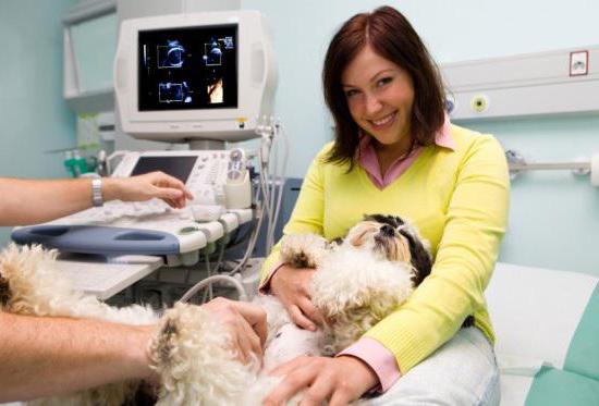 tick-borne Lyme disease in dogs symptoms