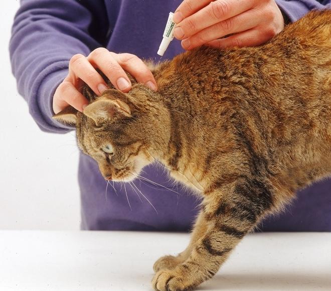 how to remove fleas from a cat