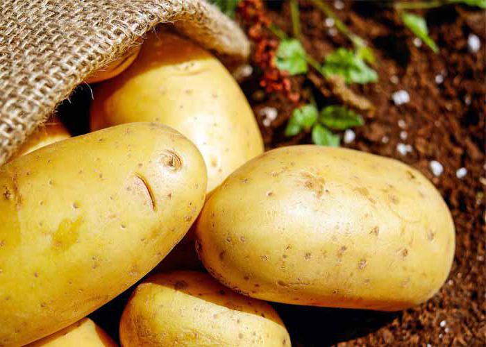 riviera batatas descrição