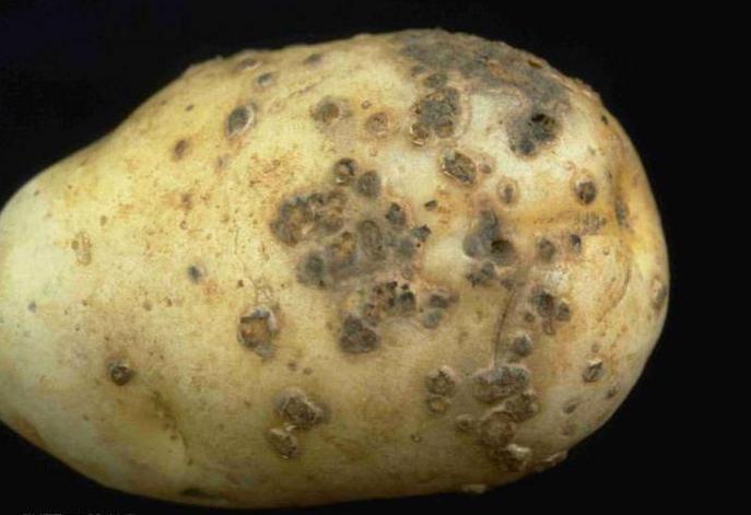 potato cultivar Riviera reviews