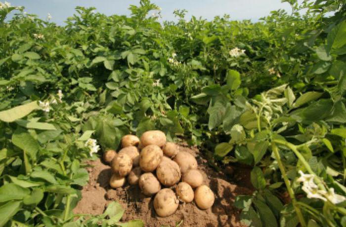 la riviera patatas descripción de la variedad