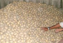 Las patatas riviera: descripción de las variedades de los clientes