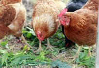 Robaki u kurczaka: objawy, objawy i możliwości leczenia