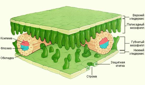 生物学細胞機能
