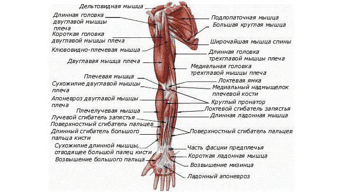Анатомія м'язового апарату рук