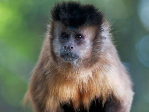 kahverengi capuchin bulunan