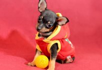 Toy-Terrier: reviews. Dog breed toy Terrier (photo)