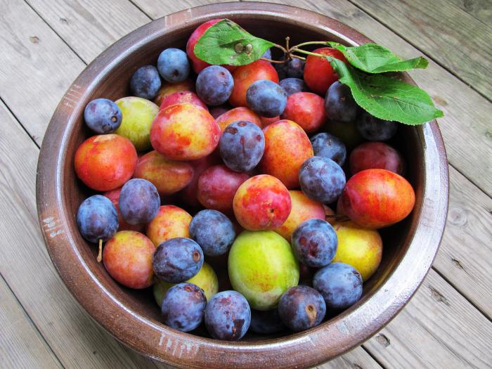 plum useful properties during pregnancy