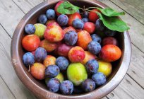 Plums during pregnancy: benefits and harms