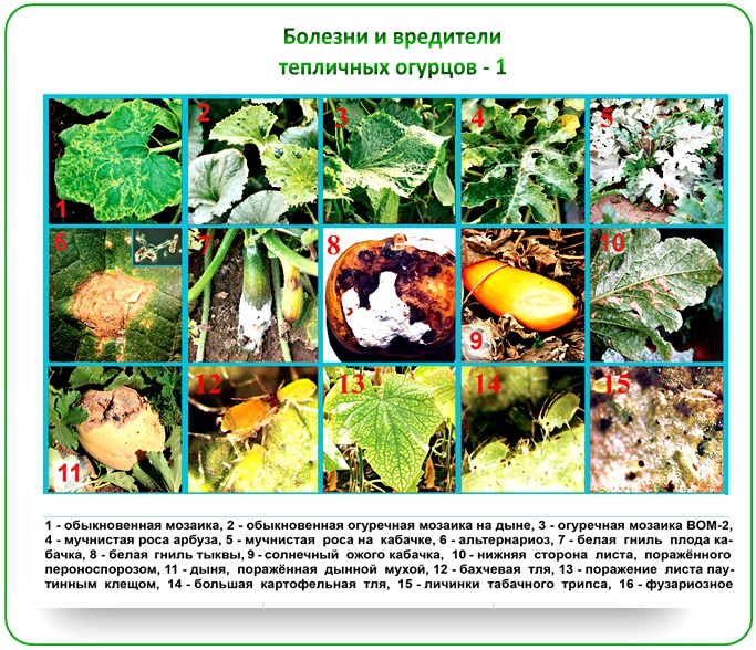 diseases of cucumbers in greenhouses