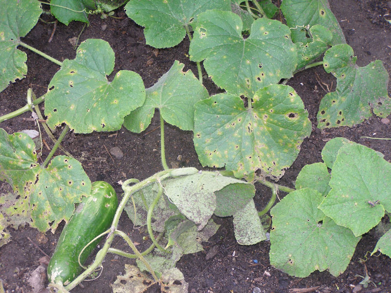 Anthracnose of cucumbers