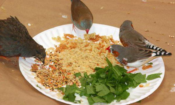 what to feed the finches in the home