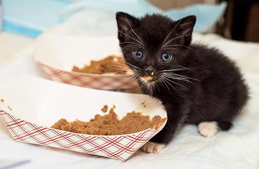 how to wean your cat from dry food