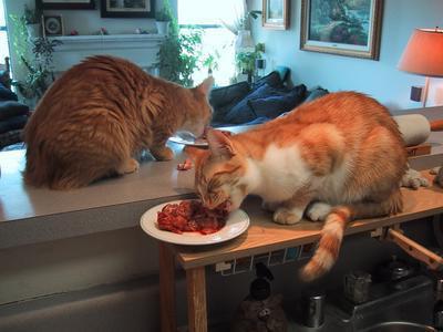 que dar de comer en el hogar a un gato