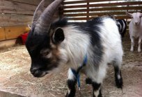 Cameroon goat: features maintenance and care