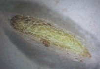 Diamondback moth: description and methods of struggle