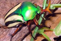 Terrible la noticia es de interpretación de los sueños: el escarabajo es... a qué?