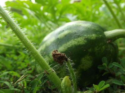 der Anbau von Wassermelonen in der mittleren Spur