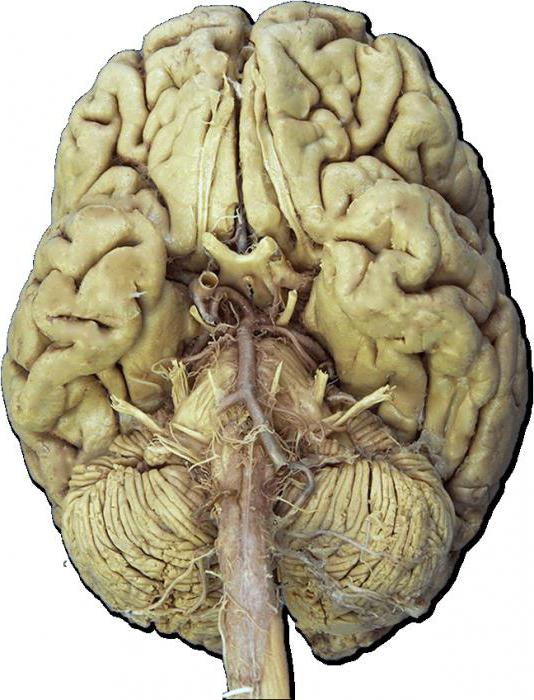 черепні нерви 12 пар