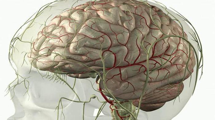 черепні нерви 12 пар анатомія таблиця функції