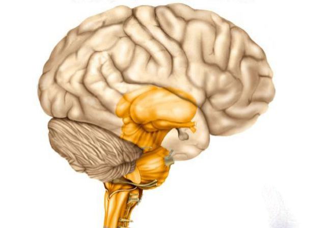 12 pares de nervos cranianos neurologia